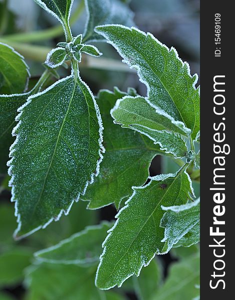 hoarfrost on leaves