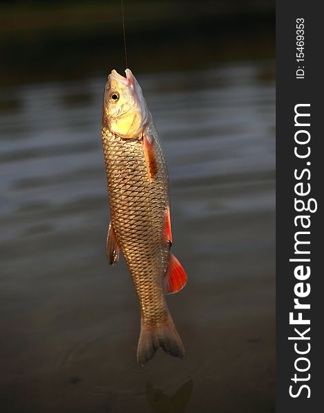 Caught golden chub on the dark surface water background. Caught golden chub on the dark surface water background