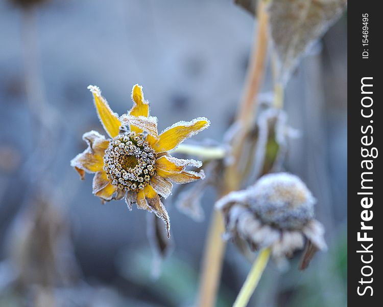 Early morning, hoarfrost on the frozen flower. Early morning, hoarfrost on the frozen flower
