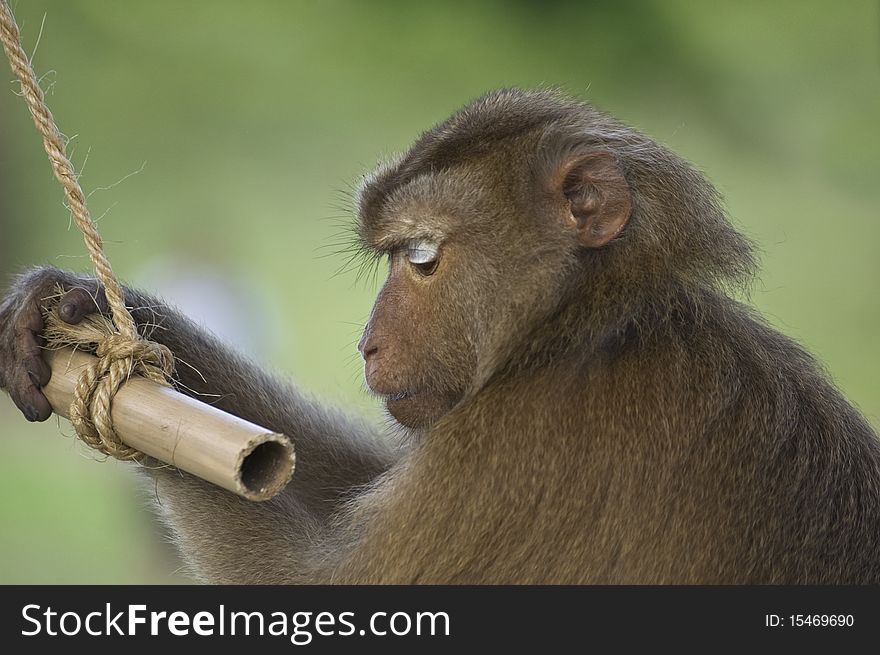 Monkey with a green background (Koh Samui, Thailand)