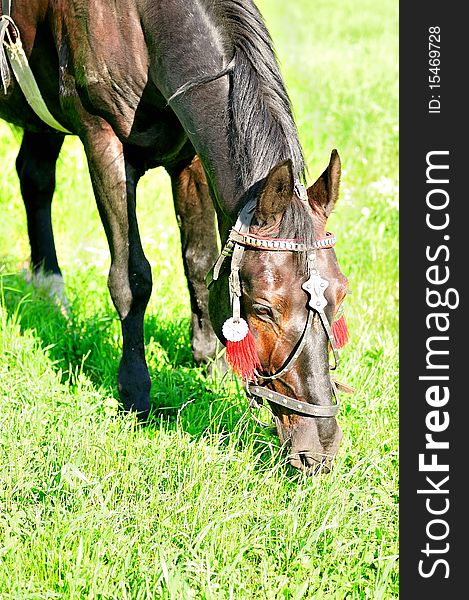 Portrait of a beautiful adult horse in a clearing. Horse leaning over the grass. Looks like it would smell. Portrait of a beautiful adult horse in a clearing. Horse leaning over the grass. Looks like it would smell.