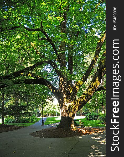 A large tree providing shade in a park with a cement path below. A large tree providing shade in a park with a cement path below.