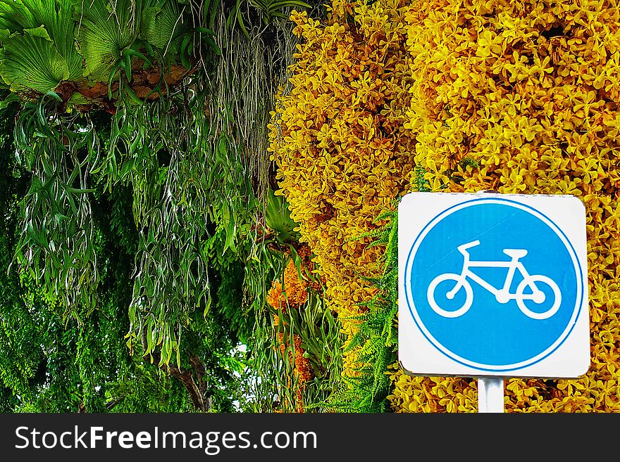Contract for the bike lane in the city yellow orchid tree leaf