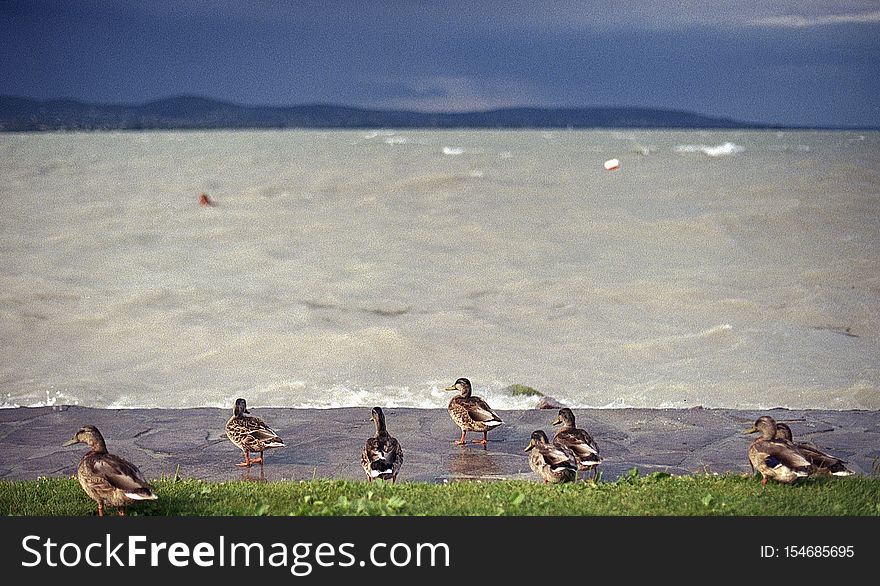 Ducks At The Stromy Balaton