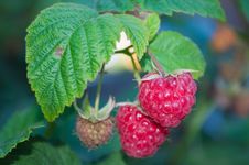 Raspberries Stock Photo