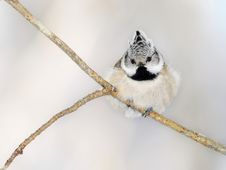 Small Titmouse On A Branch Royalty Free Stock Image