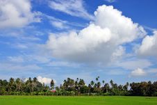 Paddy Field Royalty Free Stock Image