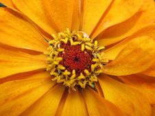 Flower Zinnia Stock Images Flower Zinnia Stock Images
