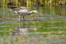 Greylag Goose In Shallow Water Stock Photos Greylag Goose In Shallow Water Stock Photos