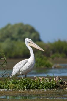 Dalmatian Pelican Resting Royalty Free Stock Photos Dalmatian Pelican Resting Royalty Free Stock Photos