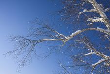 White Birch Branches Stock Photos White Birch Branches Stock Photos