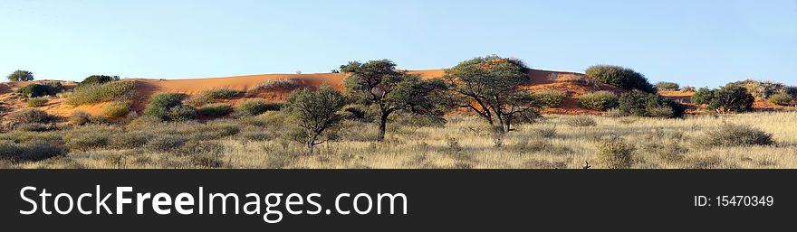 Panorama of a red dune in the Kgalagadi Transfrontier National Park in South Africa and Botswana