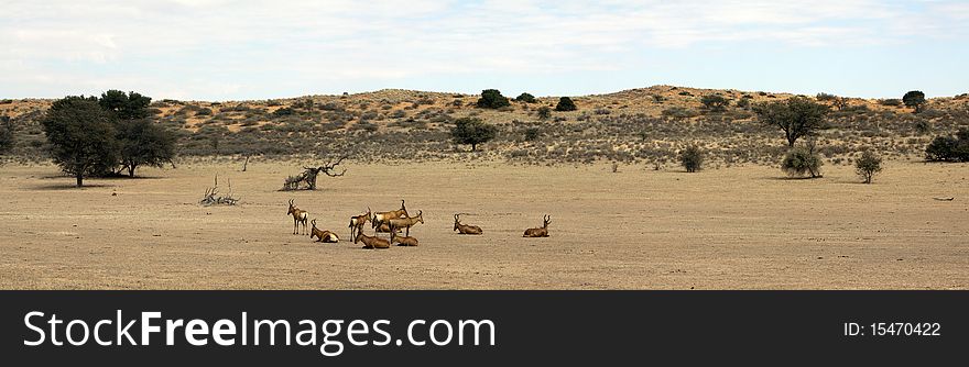 Panorama of a red dune and red hartebeest in the Kgalagadi Transfrontier National Park in South Africa and Botswana