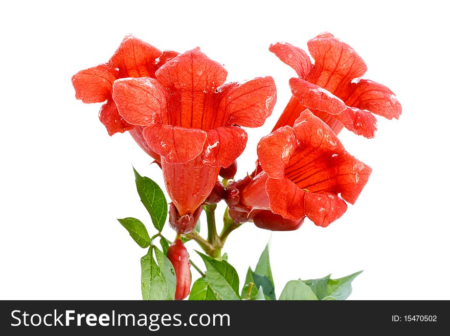 Red beautiful flower isolated on white background. Red beautiful flower isolated on white background