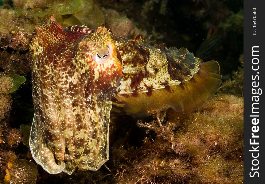 A cuttlefish under the Busselton Jetty, Western Australia.