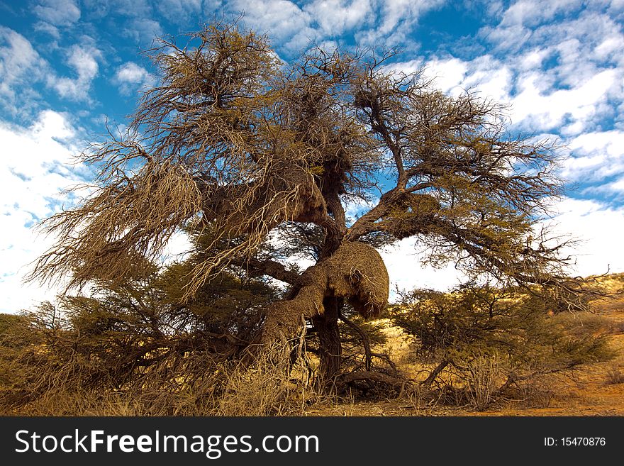 Red dune and social weaver birds nest in a tree in the Kgalagadi Transfrontier National Park in South Africa and Botswana