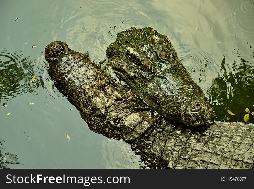 Two green crocodiles in water