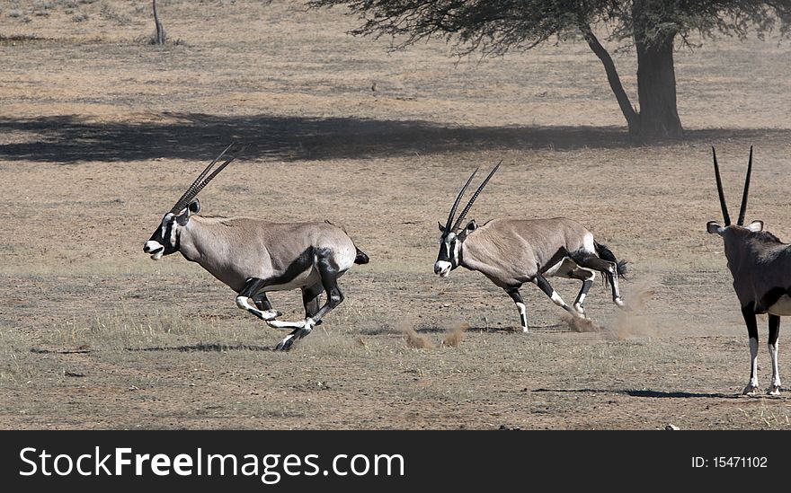 Oryx skirmishing in the Kgalagadi Transfrontier National Park in South Africa and Botswana