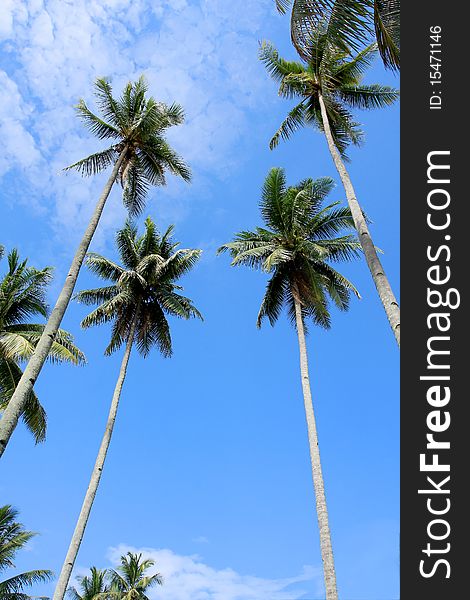 Coconut tree, blue sky and cloud