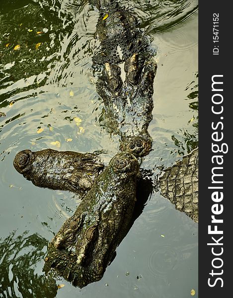 Three green crocodiles in lake. Three green crocodiles in lake