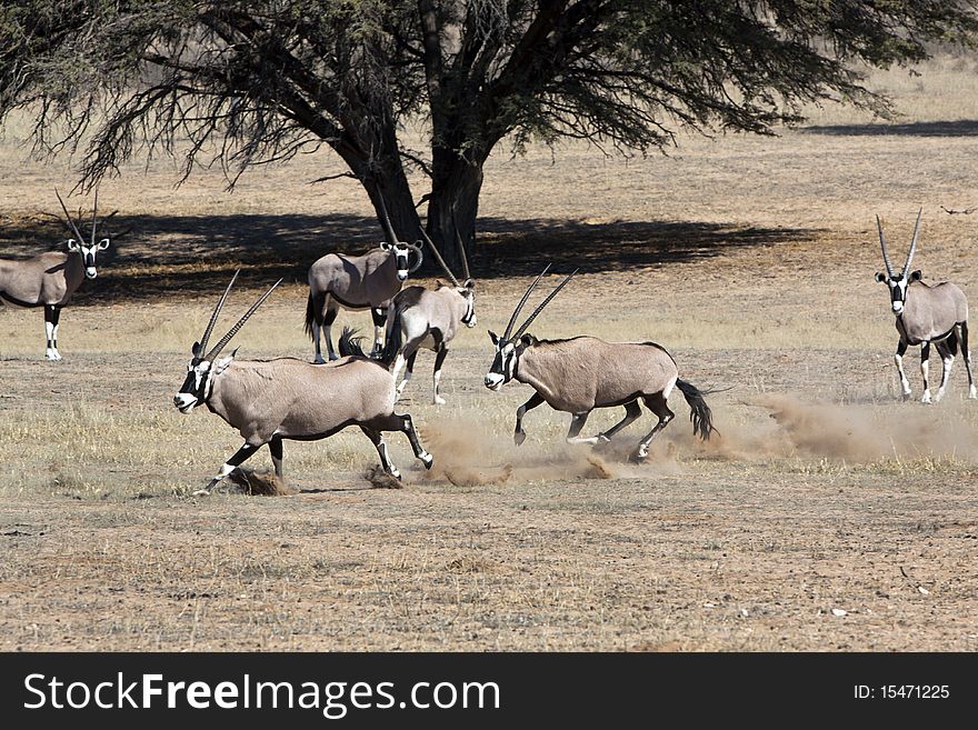 Oryx skirmishing in the Kgalagadi Transfrontier National Park in South Africa and Botswana