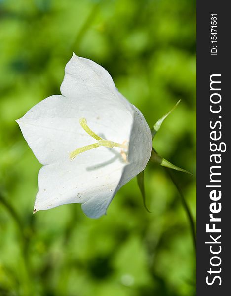 White Campanula Flower