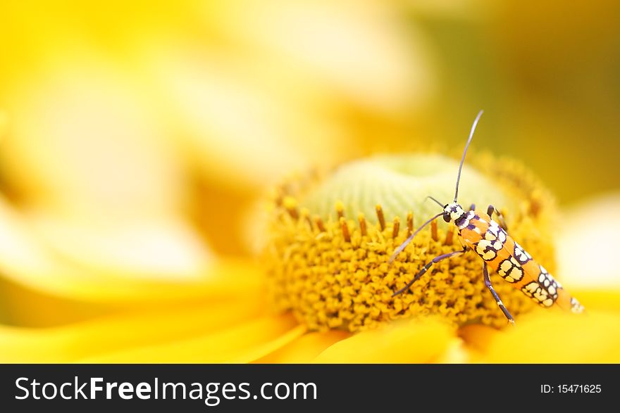 Close-up photo of a Ailanthus Webworm Moth gathering nectar on a young Autumn Sun Coneflower (Rudbeckia nitida). Close-up photo of a Ailanthus Webworm Moth gathering nectar on a young Autumn Sun Coneflower (Rudbeckia nitida).