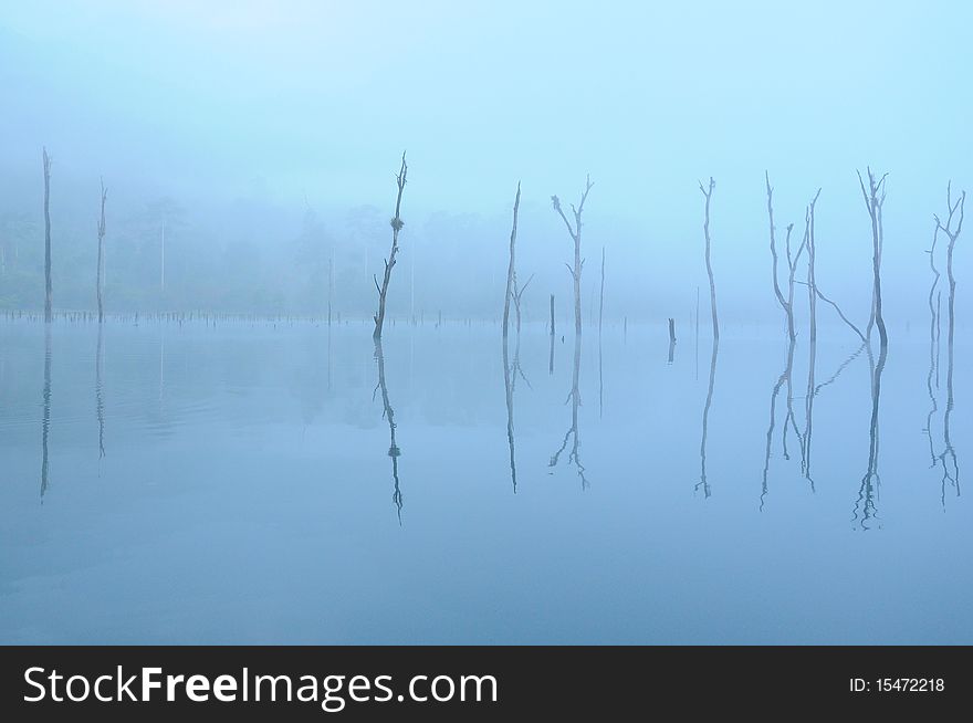 Death trees in the lake