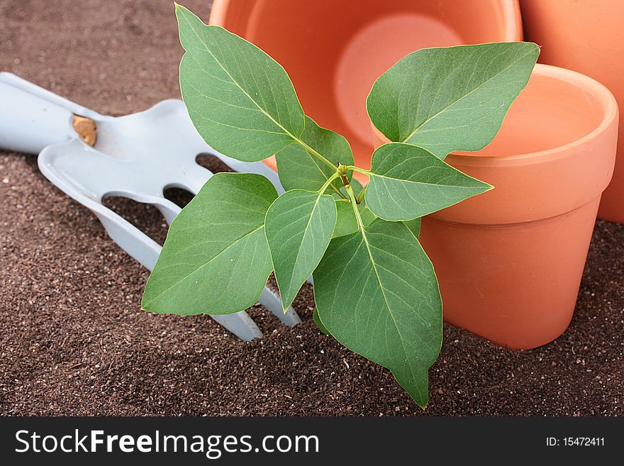 Tree with green petals in a ground with a rake and ceramic pots for sprouts.