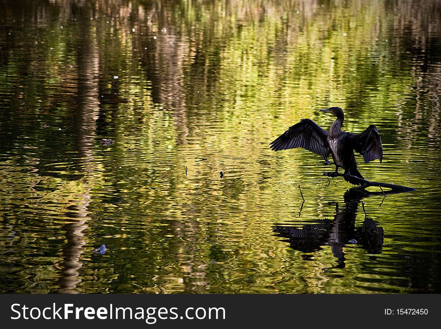 Taken in Lymm, this shag appears to be drying its wings in the sun. Taken in Lymm, this shag appears to be drying its wings in the sun