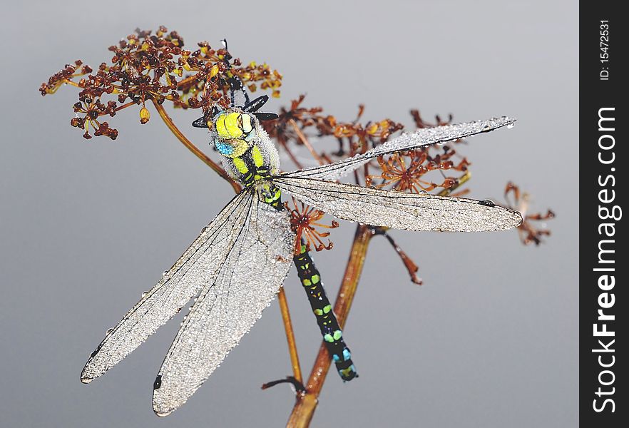 Big dragonfly in the morning in drops of dew. Big dragonfly in the morning in drops of dew