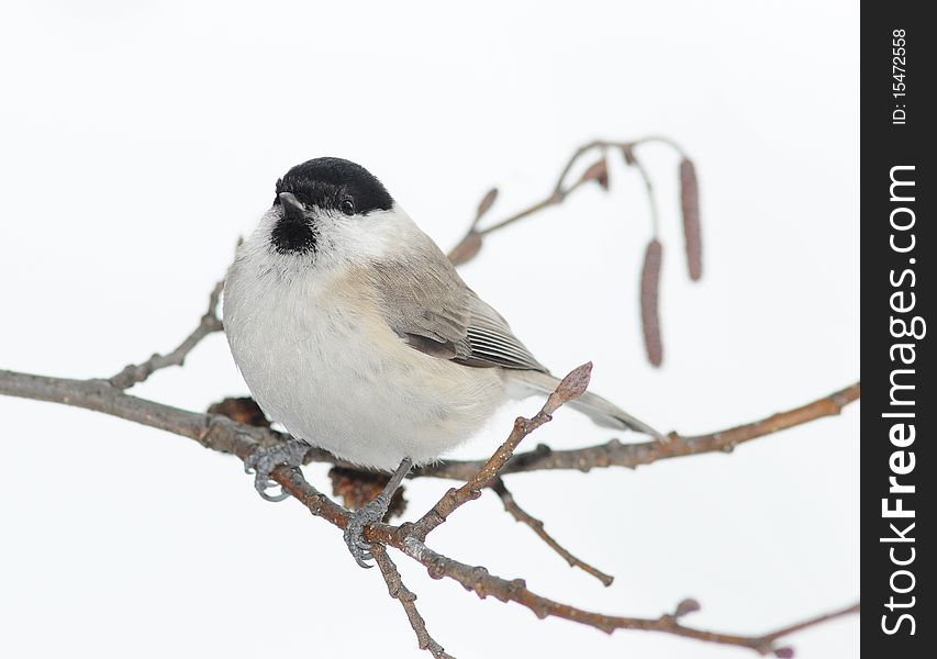 Small titmouse on a branch