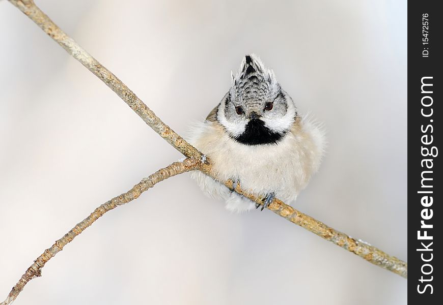 Small titmouse cristatus on a branch. Small titmouse cristatus on a branch