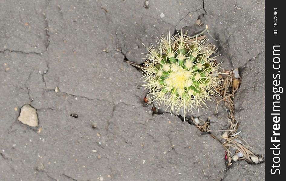 Blossoms the cactus which has grown on asphalt. Blossoms the cactus which has grown on asphalt