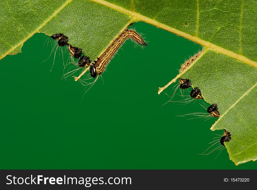 A group of notodontid caterpillars eating a hickory leaf