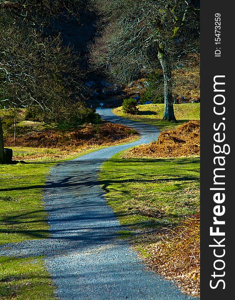 Path in the Powerscourt National park. Path in the Powerscourt National park