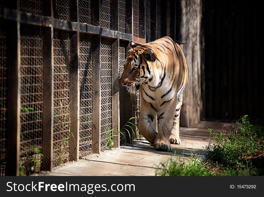 Beautiful big tigger trapped in a cage at zoo. Beautiful big tigger trapped in a cage at zoo
