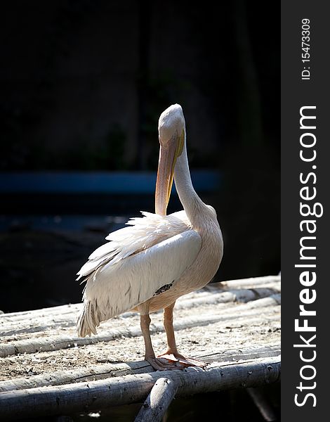 Big white pelican cleaning his feathers