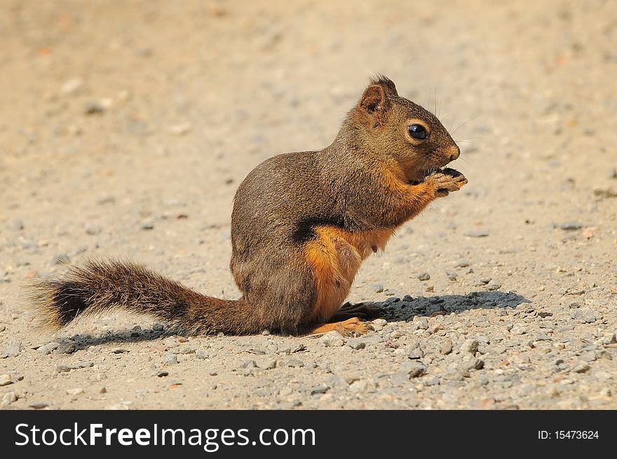 Cute tiny squirrel munching on some tasty treats. Cute tiny squirrel munching on some tasty treats