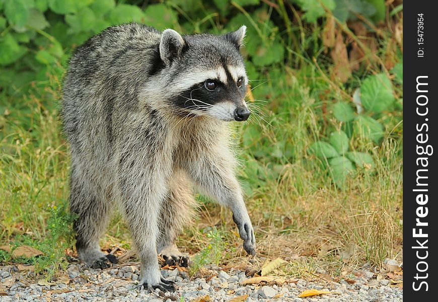 Raccoon emerging from the bushes and checking out surrounding to decide whether to move forward. Raccoon emerging from the bushes and checking out surrounding to decide whether to move forward