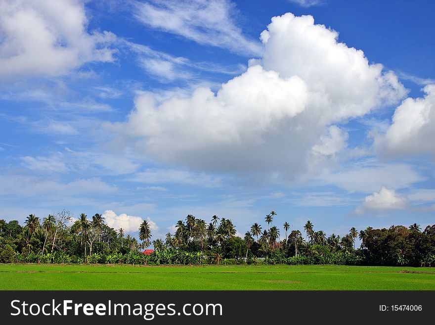 Green paddy field on a sunny day morning.