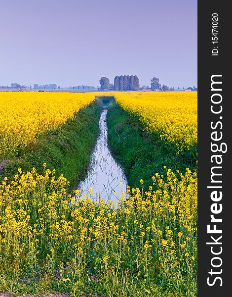 Field with yellow rapeseed flowers