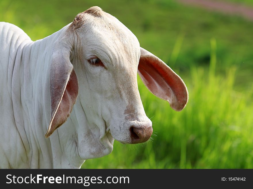 A close up cow on meadow