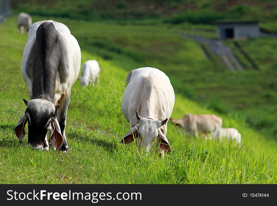 Herd of cows grazing in meadow