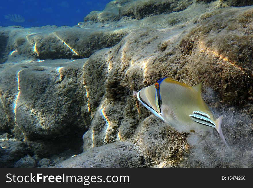 Triggerfish - Picasso On The Reef