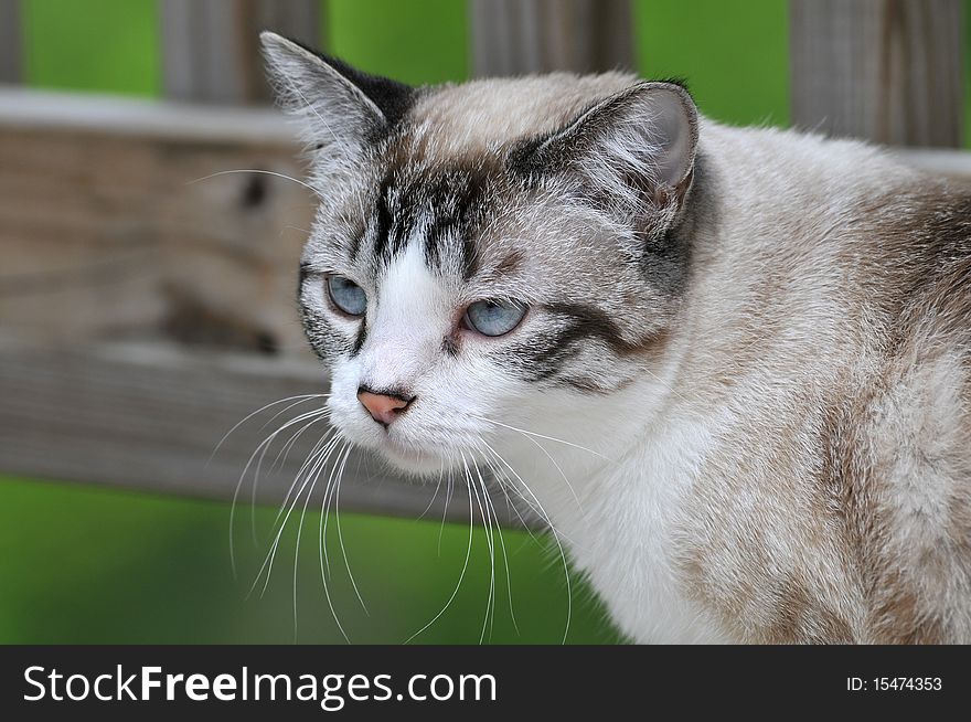 Portrait of Cat outdoors with an out of foucus background