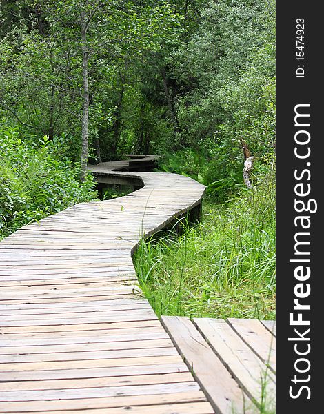 A wooden boardwalk winding through forest and marsh in British Columbia, Canada. A wooden boardwalk winding through forest and marsh in British Columbia, Canada.