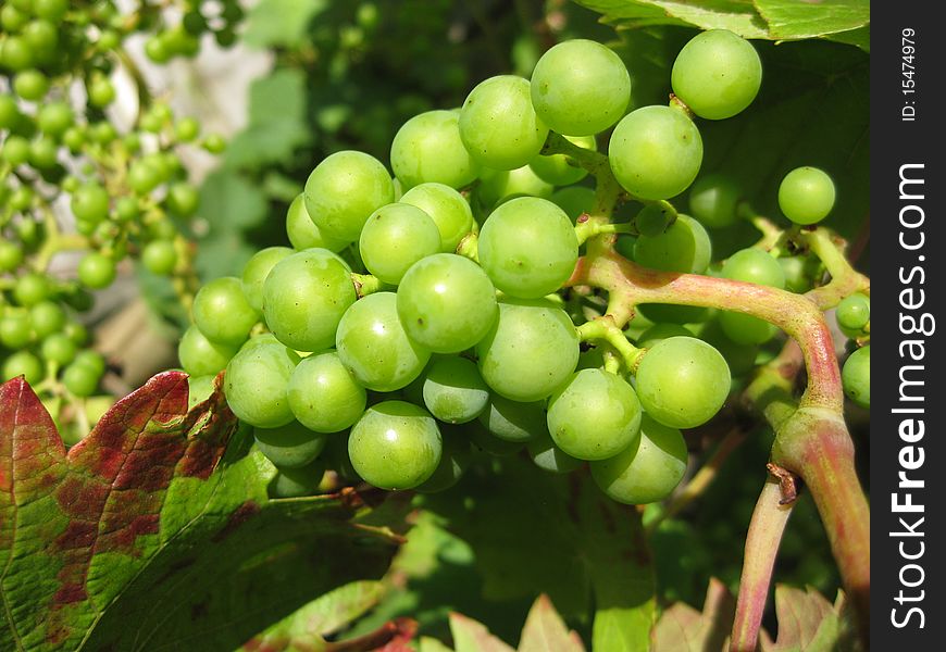 a bunch of fresh green grapes