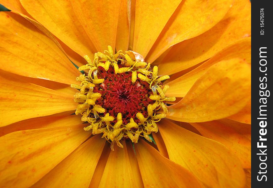 Zinnia flower buds with fine detail. Zinnia flower buds with fine detail