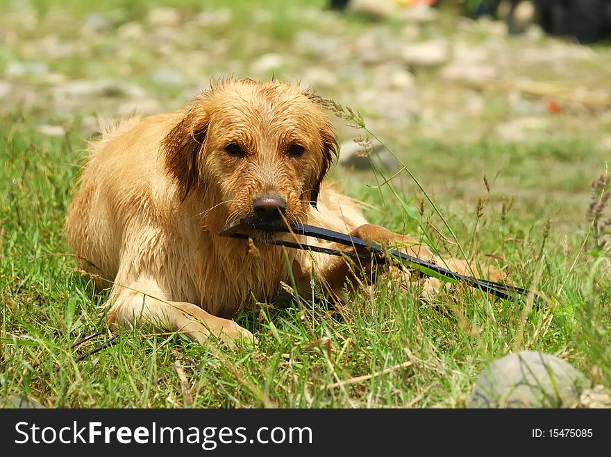 The dog is looking at something with fixed attention beyond him. The dog is looking at something with fixed attention beyond him.